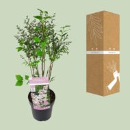 Syringa pat. 'Violet Uprising' - Ø19cm- H35cm – Bild 7