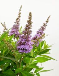 Buddleja dav. 'Butterfly Candy Little Lila' - Ø19cm - H25cm – Bild 3