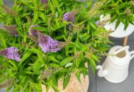 Buddleja dav. 'Butterfly Candy Little Lila' - Ø19cm - H25cm – Bild 4