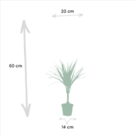 2x Dracaena - H60cm - Ø14cm – Bild 4