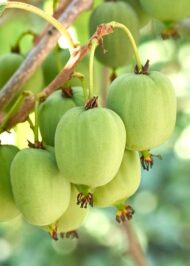 Actinidia arguta 'Issai' - Kiwibes - Ø13cm - ↕45cm – Bild 3