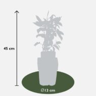 Actinidia arguta 'Issai' - Kiwibes - Ø13cm - ↕45cm – Bild 5
