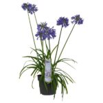 Agapanthus 'Ever Sapphire' - Ø19cm - H30cm
