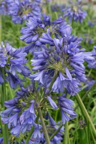 Agapanthus 'Ever Sapphire' - Ø19cm - H30cm – Bild 3