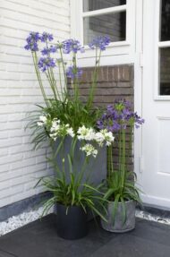 Agapanthus 'Ever Sapphire' - Ø19cm - H30cm – Bild 4