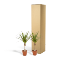 2x Dracaena - H60cm - Ø14cm – Bild 5