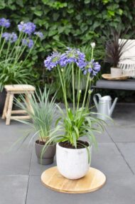 Agapanthus 'Ever Sapphire' - Ø19cm - H30cm – Bild 5