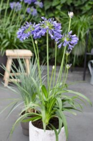 Agapanthus 'Ever Sapphire' - Ø19cm - H30cm – Bild 6