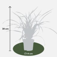 Carex morrowii Irish Green - Ø19cm - ↕40cm - Ø14 - ↨30cm – Bild 3