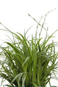 Carex morrowii 'Ice Dance' - Ø14cm - ↕30cm – Bild 5