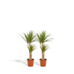 2x Dracaena - H90cm - Ø17cm