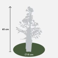 Campsis Summer Jazz Fire Trumpet - Ø15 - H65cm – Bild 3