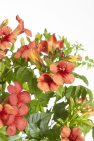 Campsis Summer Jazz Fire Trumpet - Ø15 - H65cm – Bild 4