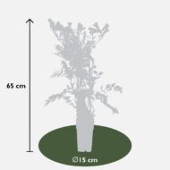 Campsis Summer Jazz 'Gold Trumpet' - Trompetenblume Gelb- Ø15cm - H65cm – Bild 3