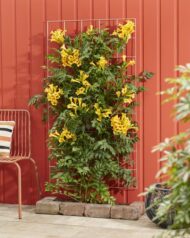 Campsis Summer Jazz 'Gold Trumpet' - Trompetenblume Gelb- Ø15cm - H65cm – Bild 5