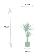 2x Dracaena - H90cm - Ø17cm – Bild 4
