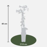 Clematis armandii Apple Blossom - Immergrüne Clematis Hellrosa - Ø15cm - H65cm – Bild 3