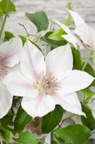 Clematis Corinne - Clematis Evison WeiÃŸ Ø15cm - ↕65cm - Ø15 - ↨65cm – Bild 4