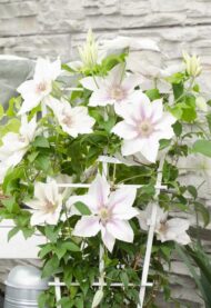 Clematis Corinne - Clematis Evison WeiÃŸ Ø15cm - ↕65cm - Ø15 - ↨65cm – Bild 5