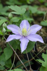 Clematis Justa - Ø15cm - H65cm – Bild 3