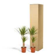 2x Dracaena - H90cm - Ø17cm – Bild 5
