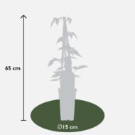 Clematis Montana 'Fragrant Spring' - ↨65cm - Ø15 – Bild 3