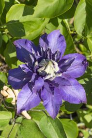 Clematis Multi Blue - Clematis Blauw - Ø15cm - ↕65cm – Bild 3