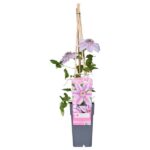 Clematis Nelly Moser - ↨65cm - Ø15
