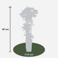 Clematis Nubia - Clematis Evison Rot - Ø15cm - ↕65cm - Ø15 - ↨65cm – Bild 4
