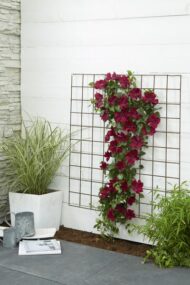 Clematis Nubia - Clematis Evison Rot - Ø15cm - ↕65cm - Ø15 - ↨65cm – Bild 6