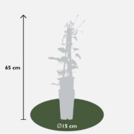 Clematis Hagley Hybrid - Clematis Rood - Ø15cm - H65cm – Bild 3