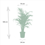 Areca - H130cm - Ø24cm + Yucca - H100cm - Ø21cm – Bild 4