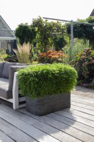 Fargesia 'Moontears'® Boobux - Ø29cm - H70cm – Bild 3