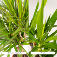 Dracaena - H120cm - Ø21cm + Yucca - H100cm - Ø21cm – Bild 3