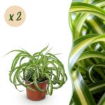 Green boutiQ - Zimmerpflanze - Chlorophytum comosum Bonnie - Gewelltes Grünlilie - Haustierfreundlich - Bunt - 2 Pflanzen - Topf 12cm - Höhe 20-25cm