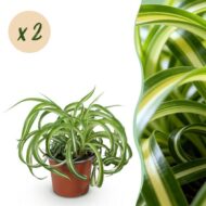 Green boutiQ - Zimmerpflanze - Chlorophytum comosum Bonnie - Gewelltes Grünlilie - Haustierfreundlich - Bunt - 2 Pflanzen - Topf 12cm - Höhe 20-25cm