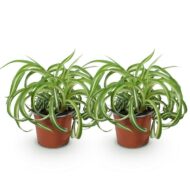 Green boutiQ - Zimmerpflanze - Chlorophytum comosum Bonnie - Gewelltes Grünlilie - Haustierfreundlich - Bunt - 2 Pflanzen - Topf 12cm - Höhe 20-25cm – Bild 2