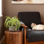 Green boutiQ - Zimmerpflanze - Chlorophytum comosum Bonnie - Gewelltes Grünlilie - Haustierfreundlich - Bunt - 2 Pflanzen - Topf 12cm - Höhe 20-25cm – Bild 4