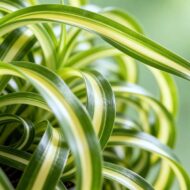 Green boutiQ - Zimmerpflanze - Chlorophytum comosum Bonnie - Gewelltes Grünlilie - Haustierfreundlich - Bunt - 2 Pflanzen - Topf 12cm - Höhe 20-25cm – Bild 5