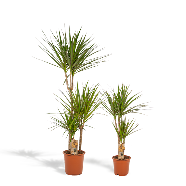 thumbnail_600-94 Dracaena - H120cm - Ø21cm + Dracaena - H70cm - Ø17cm – Bild 1