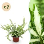 Green boutiQ - Zimmerpflanze - Pteris cretica Albolineata - Streifenfarn - Haustierfreundlich - Bunt - 2 Pflanzen - Topf 12cm - Höhe 28-30cm