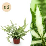 Green boutiQ - Zimmerpflanze - Pteris cretica Albolineata - Streifenfarn - Haustierfreundlich - Bunt - 2 Pflanzen - Topf 12cm - Höhe 28-30cm