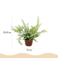 Green boutiQ - Zimmerpflanze - Pteris cretica Albolineata - Streifenfarn - Haustierfreundlich - Bunt - 2 Pflanzen - Topf 12cm - Höhe 28-30cm – Bild 3