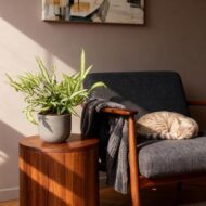 Green boutiQ - Zimmerpflanze - Pteris cretica Albolineata - Streifenfarn - Haustierfreundlich - Bunt - 2 Pflanzen - Topf 12cm - Höhe 28-30cm – Bild 4