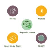 Green boutiQ - Zimmerpflanze - Phlebodium aureum Blue Star - Blaue Farn - Haustierfreundlich - Blau - 2 Pflanzen - Topf 12cm - Höhe 25-30cm – Bild 8