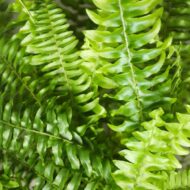 Green boutiQ - Zimmerpflanze - Nephrolepsis exaltata Green Lady - Farn - Haustierfreundlich - Grün - 2 Pflanzen - Topf 12cm - Höhe 28-30cm – Bild 5