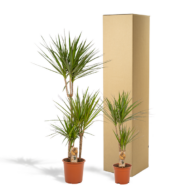 Dracaena - H120cm - Ø21cm + Dracaena - H70cm - Ø17cm – Bild 6