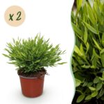 Green boutiQ - Zimmerpflanze - Bamusa Pogonatherum Monica - Bambusgras - Haustierfreundlich - Grün - 2 Pflanzen - Topf 12cm - Höhe 30-35cm