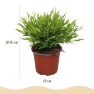 Green boutiQ - Zimmerpflanze - Bamusa Pogonatherum Monica - Bambusgras - Haustierfreundlich - Grün - 2 Pflanzen - Topf 12cm - Höhe 30-35cm – Bild 3